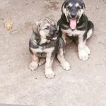 سگ پژدر ،افغان، روتوایلر