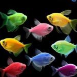 خریدار انواع حیوانات