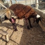 فروش بره همو و هتروزیگوت