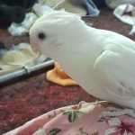 فروش دوتا دلبر ناز هم باهم هم تک