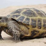 خریدار انواع حیوانات