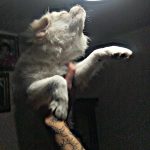 سگ توله 4 ماه پامرین اشپیتز شناسنامه دار تمام واکسناش خوده