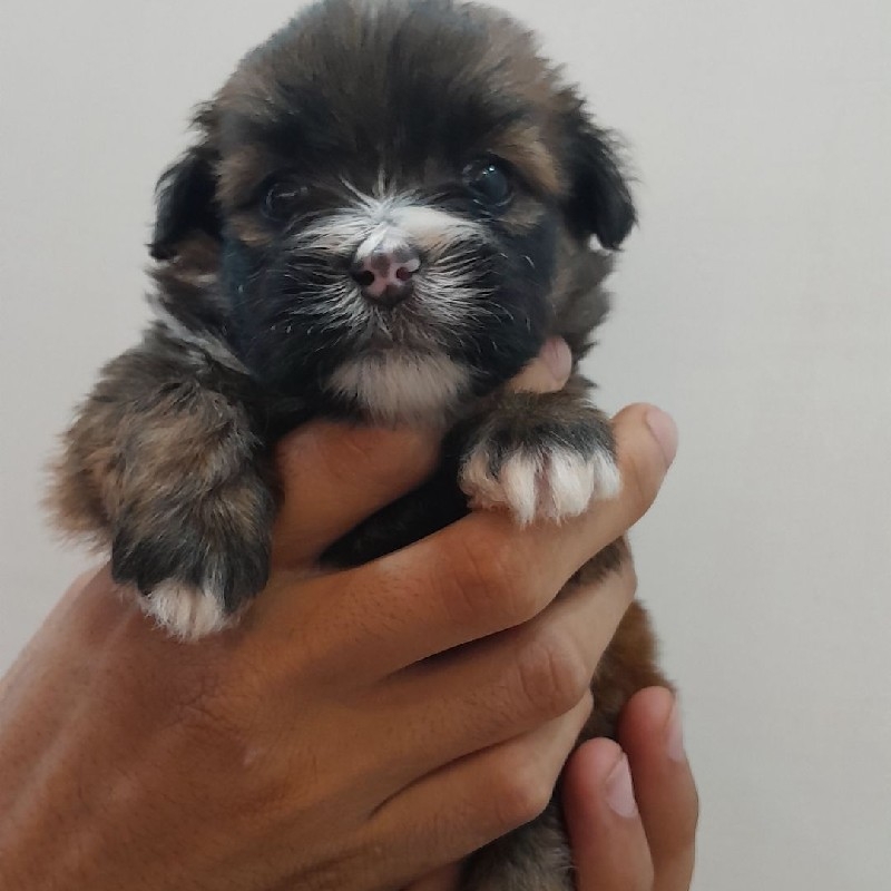 توله سگ شیتزو با پودل