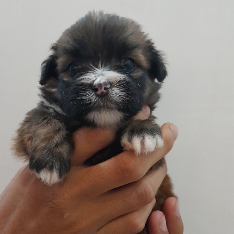 توله شیتزو شاه توله دوماهه