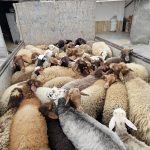 فروش گوسفند داشتی و آبستن و شیر کر