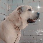 سگ پژدر ،افغان، روتوایلر