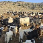 فروش گوسفند داشتی و آبستن و شیر کر