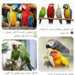 خریدار انواع حیوانات