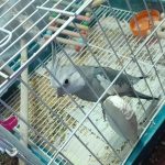 فروش دوتا دلبر ناز هم باهم هم تک