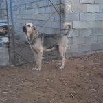 سگ پژدر ،افغان، روتوایلر