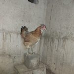 مرغ گلین کرچ