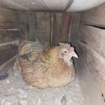 مرغ گلین کرچ