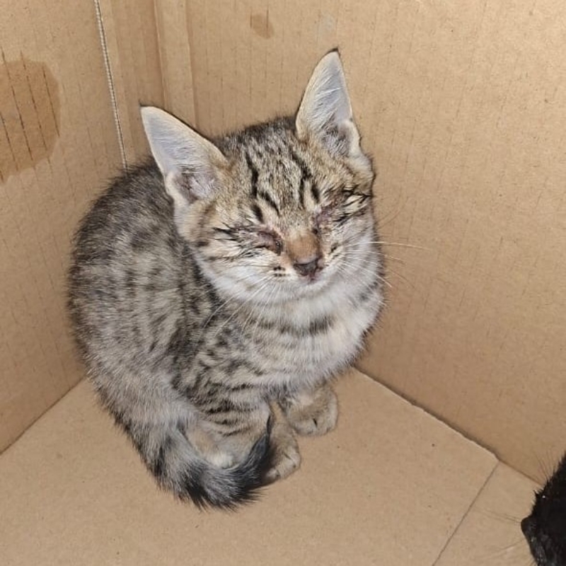 بچه گربه امدادی