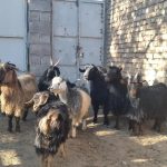 فروش یا معاوضه ۲۰۰رأس بز