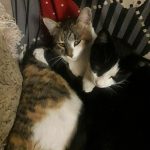 واگذاری گربه های مودب