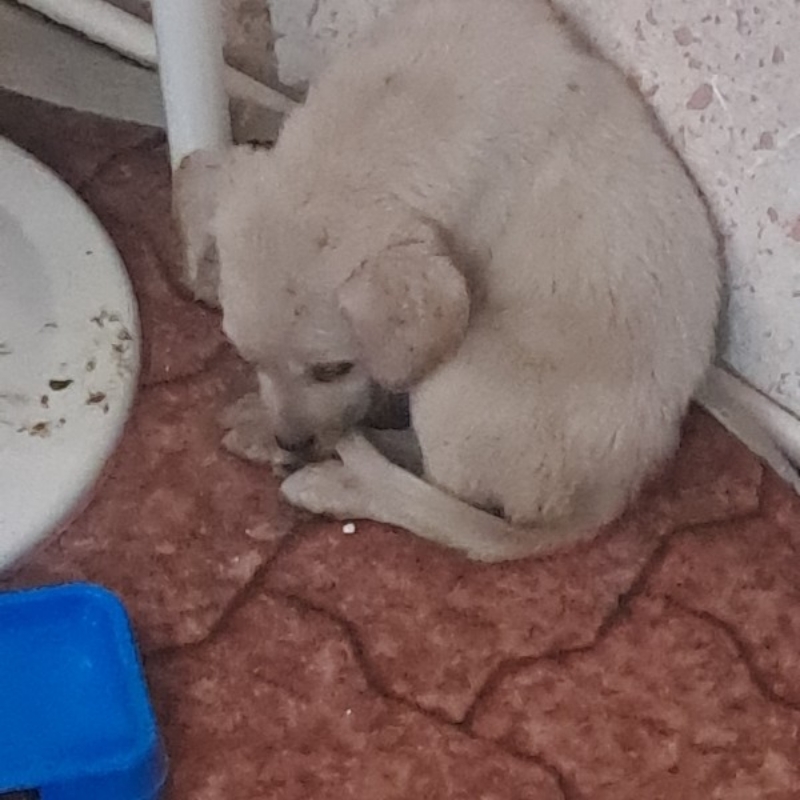 سگ نژادش هم شیتزو سفید