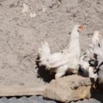 مرغ و نیمچه گلین اصیل