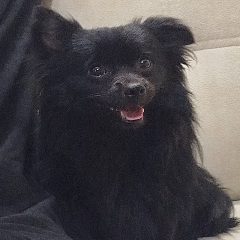 سگ پامرین مشکی