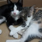 واگذاری گربه های مودب