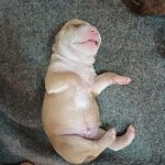 امریکن بولی کلاسک وارداتی