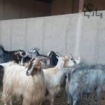 فروش یا معاوضه ۲۰۰رأس بز