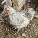 مرغ و نیمچه گلین اصیل