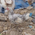 مرغ و نیمچه گلین اصیل