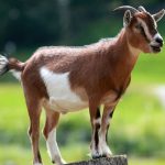 فروش یا معاوضه ۲۰۰رأس بز