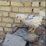 مرغ و نیمچه گلین اصیل