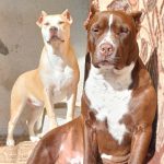 امریکن بولی کلاسک وارداتی