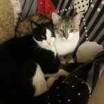 واگذاری گربه های مودب