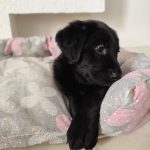 واگذاری توله سگ لابرادور رتریور