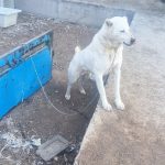 سگ سراب سالم درشت جنگی