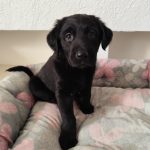 واگذاری توله سگ لابرادور رتریور