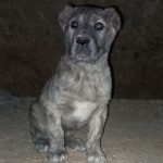 توله خراسانی نر رخ پلنگی معاوضه