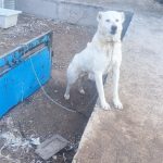 سگ سراب سالم درشت جنگی