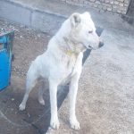 سگ سراب سالم درشت جنگی