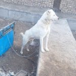 سگ سراب سالم درشت جنگی