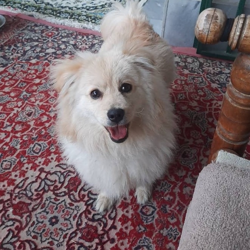 فروش پامر اشمیتز  1 ساله  باهوش با شناسنامه