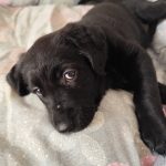 واگذاری توله سگ لابرادور رتریور