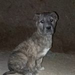 توله خراسانی نر رخ پلنگی معاوضه