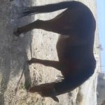 اسب‌ فروشی