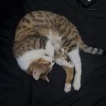 واگذاری موقت گربه