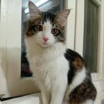 واگذاری رایگان گربه نرم و پشمالو😻