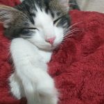 واگذاری رایگان گربه نرم و پشمالو😻