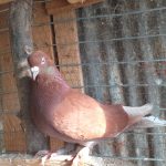 کبوتر پرشی وجفت گاهی