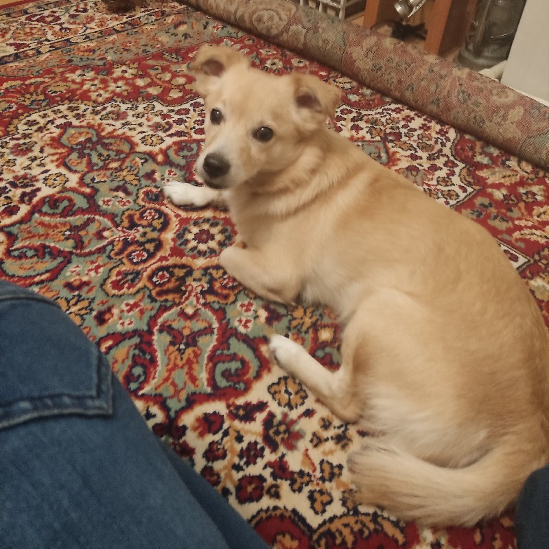 گمشده اشپیتز نر