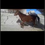 اسب‌ فروشی