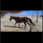 اسب‌ فروشی