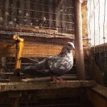 کبوتر پرشی وجفت گاهی